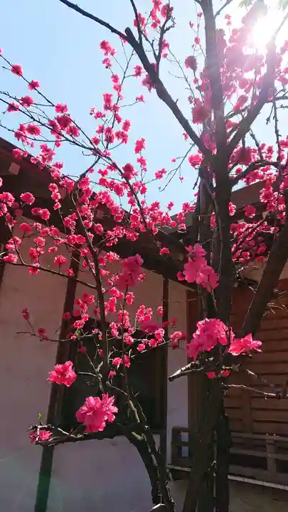 天沼八幡神社の自然