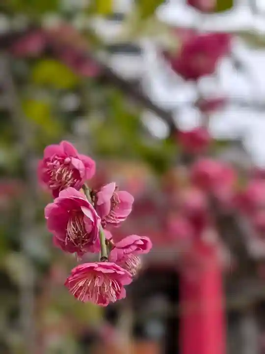 成子天神社(東京都)