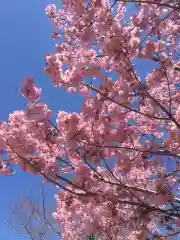 賀茂別雷神社（上賀茂神社）の自然