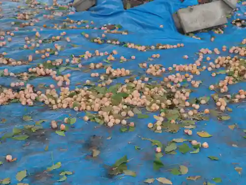 極楽寺(埼玉県)