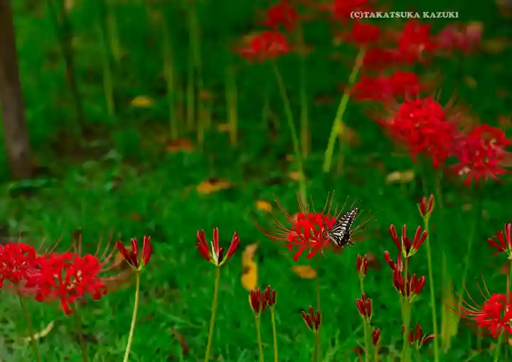 横浜 西方寺(神奈川県)