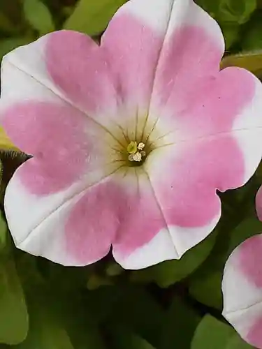 伏木香取神社の自然