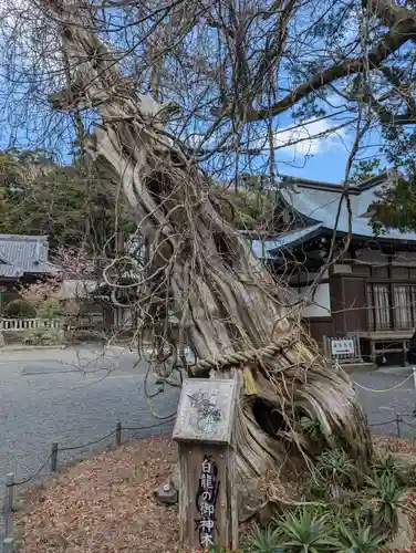 伊古奈比咩命神社(静岡県)