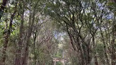松尾神社の鳥居
