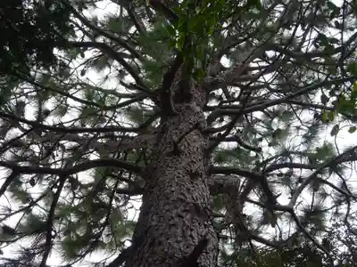 公所浅間神社の自然