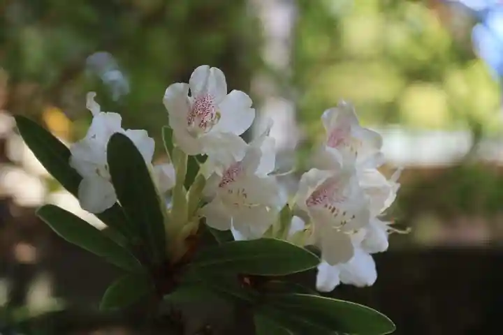滑川神社 - 仕事と子どもの守り神の庭園
