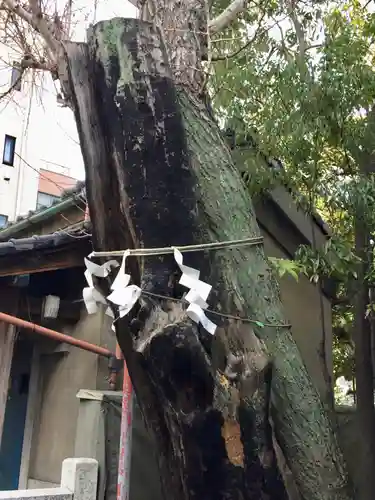 江島杉山神社の自然