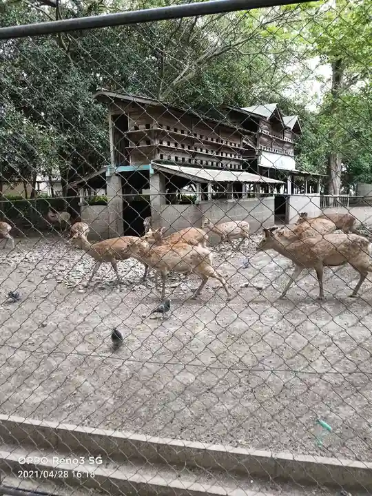 三嶋大社の動物