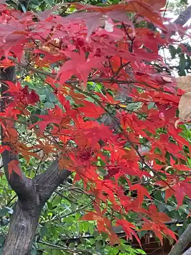阿佐ヶ谷神明宮(東京都)