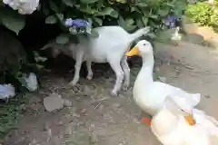 楽法寺（雨引観音）の動物