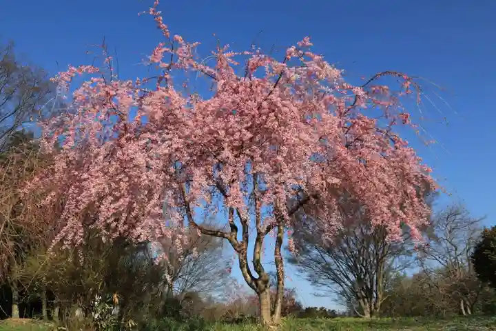 阿久津「田村神社」(郡山市阿久津町)旧社名:伊豆箱根三嶋三社の庭園