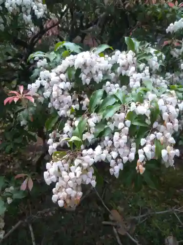 平安神宮の自然
