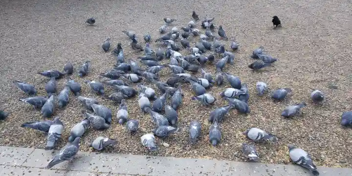 大須観音 (北野山真福寺宝生院)の動物