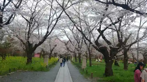 平野神社(京都府)