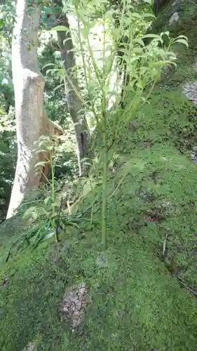 伊雜宮（皇大神宮別宮）の自然