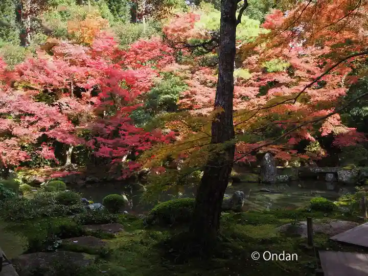 蓮華寺(洛北蓮華寺)の庭園