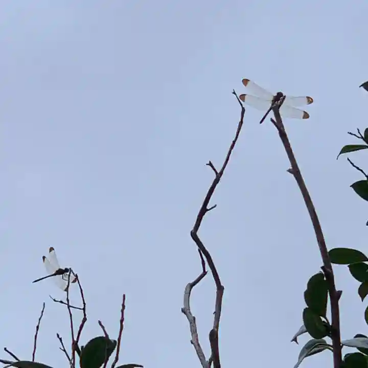 豊景神社の動物