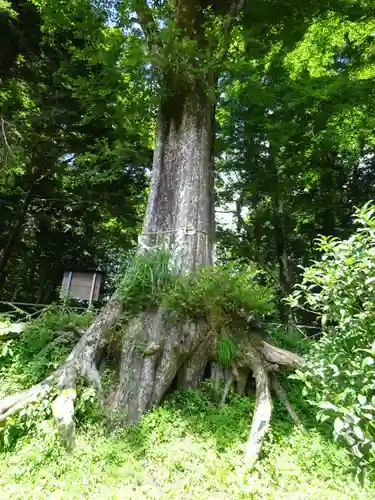 富士山東口本宮 冨士浅間神社の自然