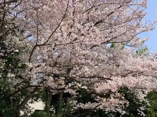 櫻木神社の自然
