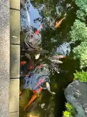 西新井大師総持寺(東京都)