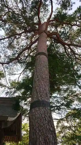 唐澤山神社の自然