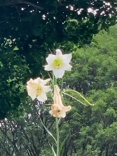 村山浅間神社の自然