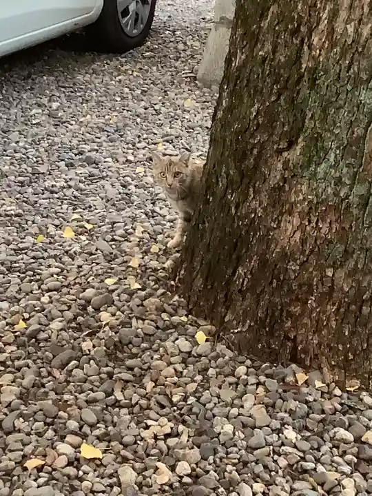 溝旗神社(肇國神社)の動物