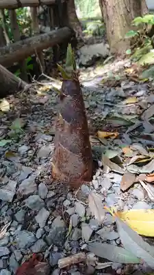 熊野神社の自然
