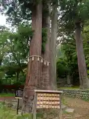 日枝神社の自然