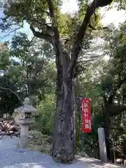 熊野神社の自然