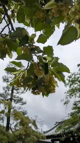 廬山寺（廬山天台講寺）(京都府)