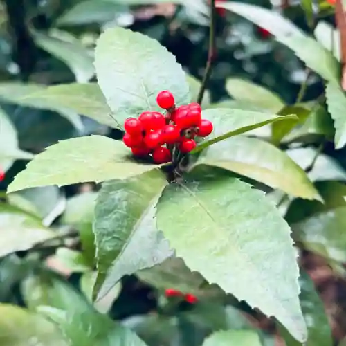 久米水天宮(埼玉県)