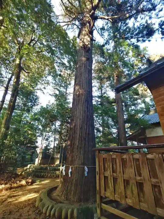 菅谷神社の{uncategorized: "未分類", other: "その他", undefined: "問題あり", building: "その他建物", grave: "お墓", sacred_gate: "鳥居", guardian: "狛犬", statue: "像", buddha: "仏像", history: "歴史", nature: "自然", garden: "庭園", animal: "動物", pagoda: "塔", temizu: "手水舎", mountain_gate: "山門・神門", sanctuary: "本殿・本堂", subordinate: "末社・摂社", art: "芸術", scenery: "景色", jizo: "地蔵", ema: "絵馬", goshuin: "御朱印", omikuji: "おみくじ", items: "授与品その他", amulet: "お守り", goshuincho: "御朱印帳", eats: "食事", festival: "お祭り", votive_dance: "神楽", shichigosan: "七五三参", wedding: "結婚式", experience: "体験その他", initially: "初詣", around: "周辺", anti_infection: "感染症対策"}