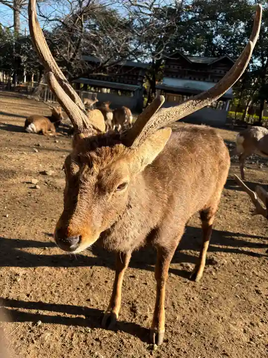 三嶋大社(静岡県)