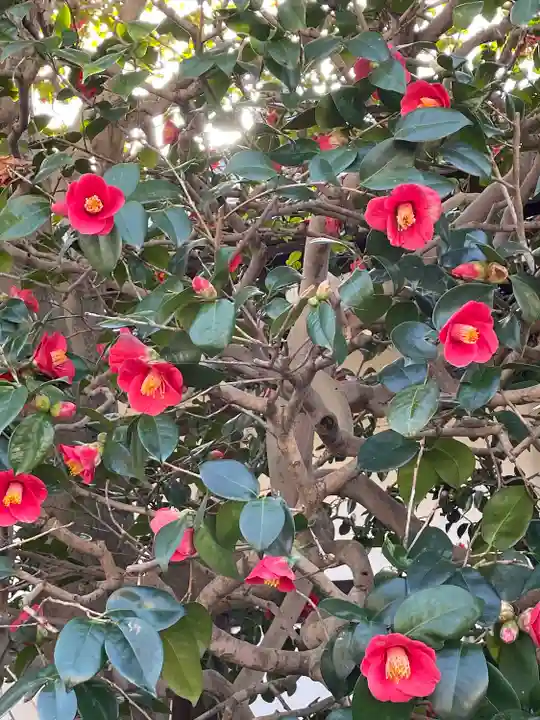 隨心院(随心院)(京都府)