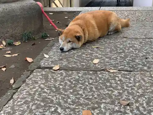 笠䅣稲荷神社の動物