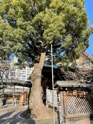 湯島天満宮の自然