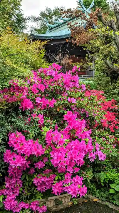 白金氷川神社の自然