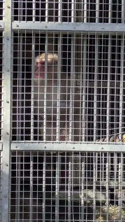 日吉大社(滋賀県)