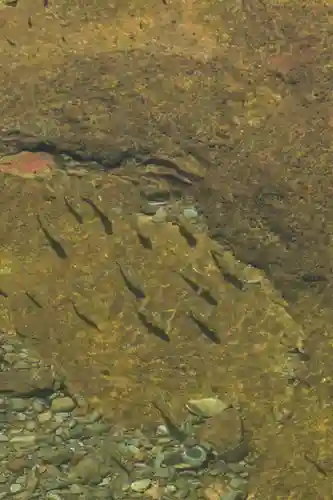 烏帽子杜三島神社(愛媛県)