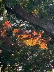 多摩川浅間神社の景色