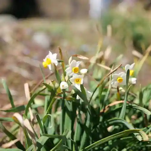 高司神社〜むすびの神の鎮まる社〜(福島県)
