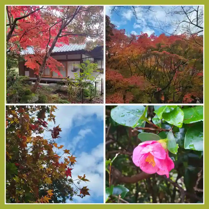 勝持寺(花の寺)の自然