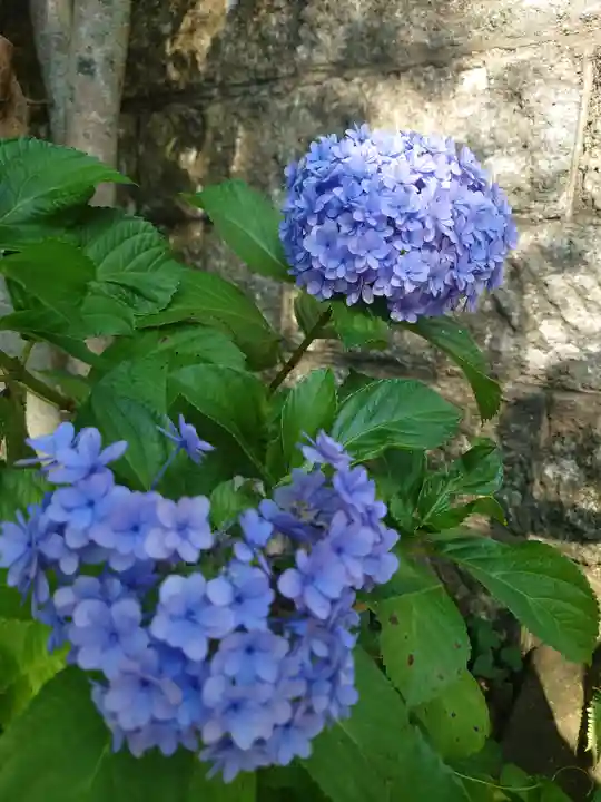 江島神社の自然