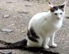 大満寺の動物