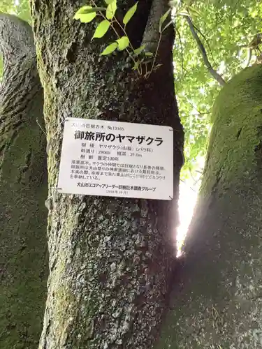 針綱神社　御旅所の自然
