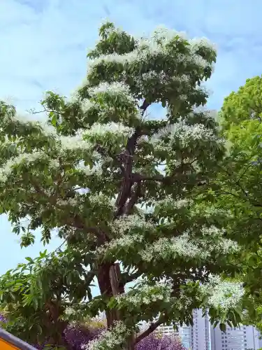 亀戸天神社の{uncategorized: "未分類", other: "その他", undefined: "問題あり", building: "その他建物", grave: "お墓", sacred_gate: "鳥居", guardian: "狛犬", statue: "像", buddha: "仏像", history: "歴史", nature: "自然", garden: "庭園", animal: "動物", pagoda: "塔", temizu: "手水舎", mountain_gate: "山門・神門", sanctuary: "本殿・本堂", subordinate: "末社・摂社", art: "芸術", scenery: "景色", jizo: "地蔵", ema: "絵馬", goshuin: "御朱印", omikuji: "おみくじ", items: "授与品その他", amulet: "お守り", goshuincho: "御朱印帳", eats: "食事", festival: "お祭り", votive_dance: "神楽", shichigosan: "七五三参", wedding: "結婚式", experience: "体験その他", initially: "初詣", around: "周辺", anti_infection: "感染症対策"}