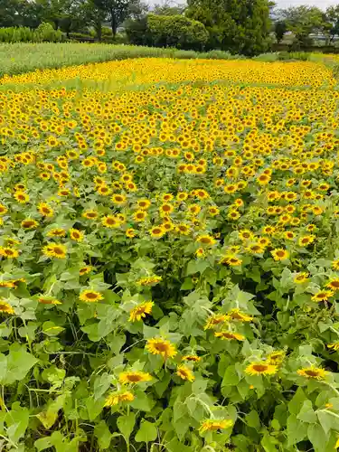 座間神社(神奈川県)