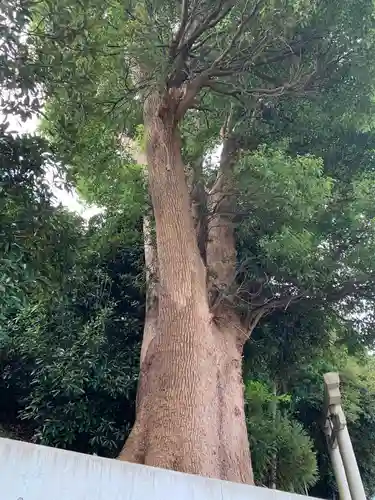 浅間神社の自然