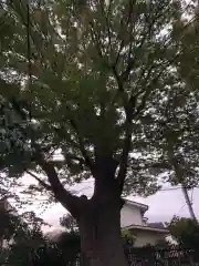 日野八坂神社の自然